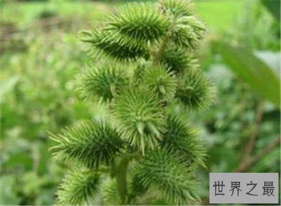 野外十大常见有毒植物 在野外就算饿死也不能碰这些植物