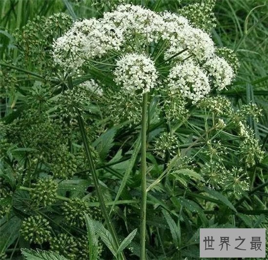 野外十大常见有毒植物 在野外就算饿死也不能碰这些植物