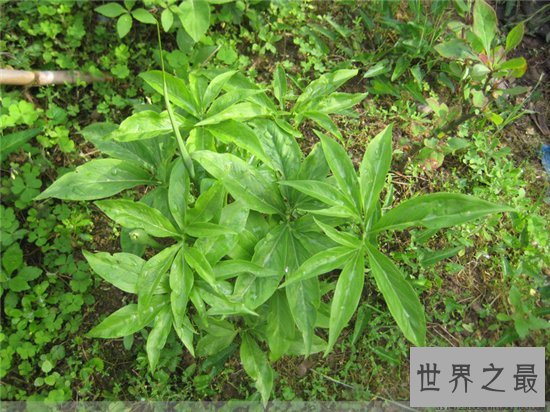 野外十大常见有毒植物 在野外就算饿死也不能碰这些植物