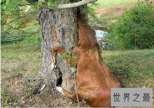 世界上可怕的植物食人柳，柳枝可以勒死猎物