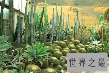 大千世界无奇不有 世界上奇异的植物都有哪些呢