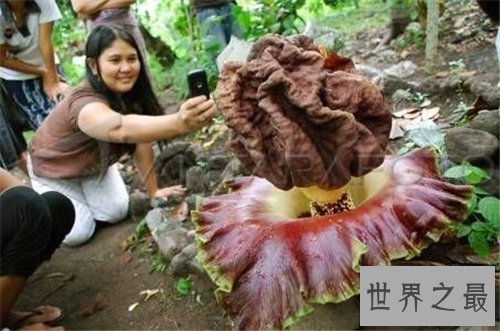 尸臭花长什么样 美国培植尸臭花三年开一次