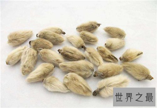 辛夷花的作用和功效介绍 辛夷花怎么食用