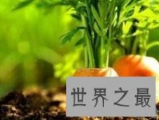 盘点世界之最蔬菜，世界最重胡萝卜20.34斤已成精