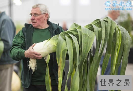 英国举行巨型蔬菜大赛，蔬菜的世界之最