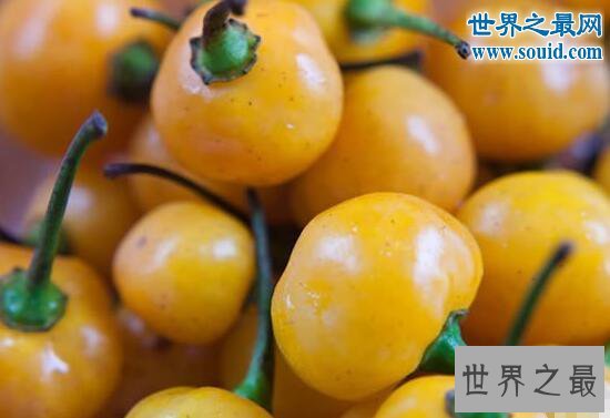 世界上最贵的辣椒，一公斤高达35000美刀