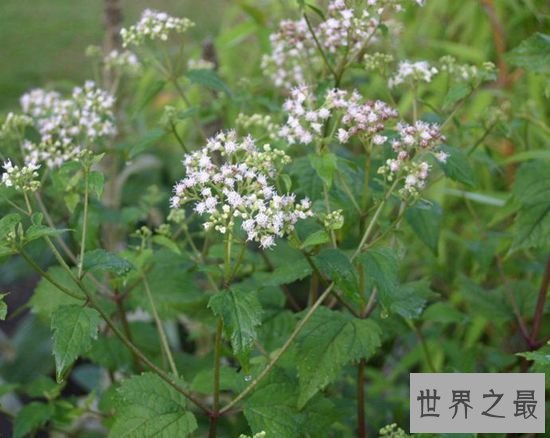 世界上最毒的10种植物，常碰到的剧毒植物