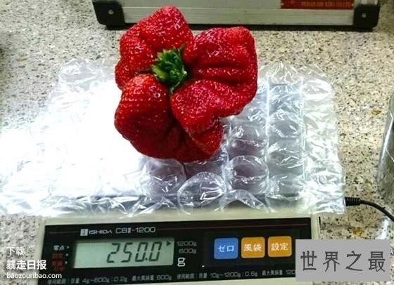 世界上最大的草莓，日本种出重达0.5斤草莓(图)