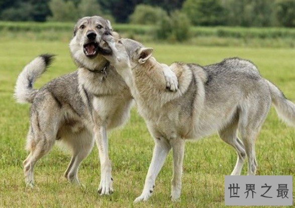 世界上最大的爱尔兰猎狼犬，拥有超敏捷的身手