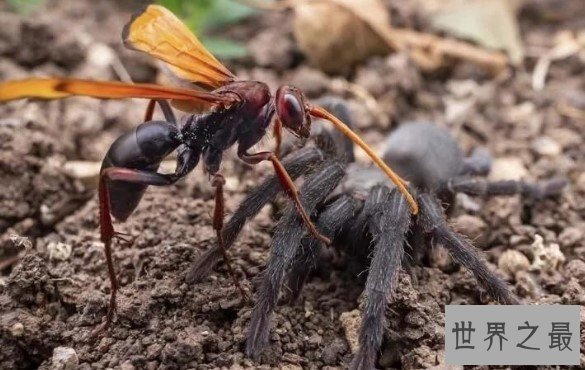 沙漠蛛蜂 世界第二痛昆虫