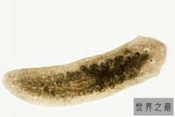 生物界中拥有不死之身的涡虫，成为科学研究的网红代表