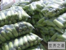 世界上最耐旱的种子植物，沙那菜瓜无水8年不死还能发芽