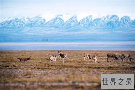 中国四大无人区，可可西里是藏羚羊生存的天堂