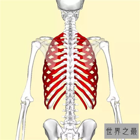 肋骨外翻图片，改善肋骨外翻能让线条更美