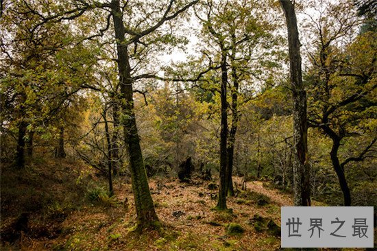 英国面积最大的林地森林排行榜，你听说过几个呢