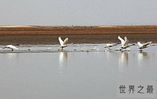 我国最大的淡水湖鄱阳湖风景优美，简直是一个物种宝库！