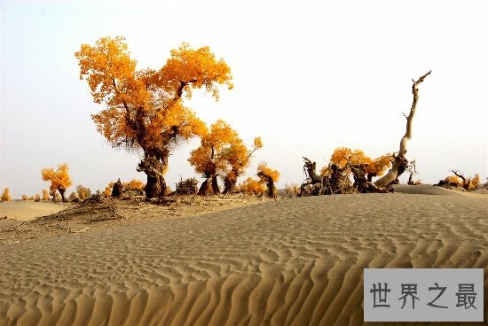 世界最大的沙漠，撒哈拉沙漠曾埋藏过许多热情的旅游者