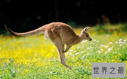 澳洲面积在发达国家中排名世界第三，但实际上呢