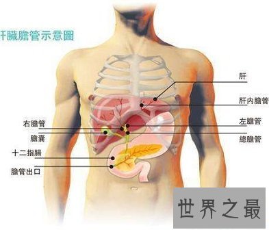 你知道你的肝在哪吗 快来看看最具体肝的位置图