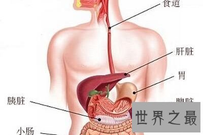 你知道你的肝在哪吗 快来看看最具体肝的位置图