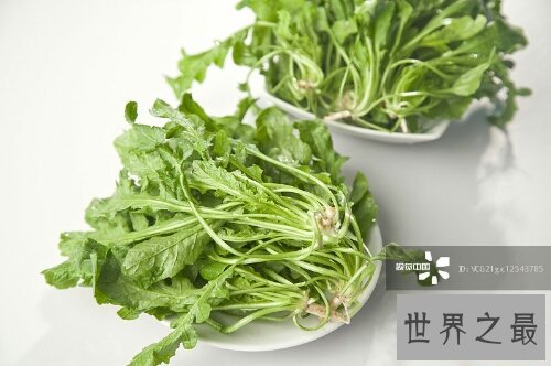 荠菜大家都吃过吗？这有几张荠菜图片来看一下吧