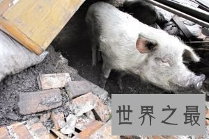 地震废墟中存活时间最长的猪