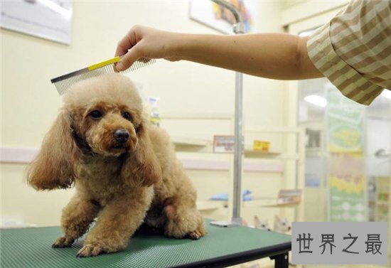 自动洗狗机省去饲养人的麻烦，还比宠物店消费更便宜