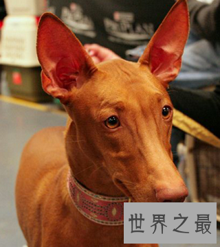 马耳他的国兽，世界公认的捕兔能手法老王猎犬是怎样的