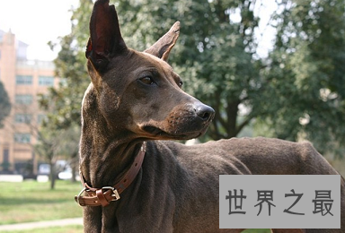 马耳他的国兽，世界公认的捕兔能手法老王猎犬是怎样的