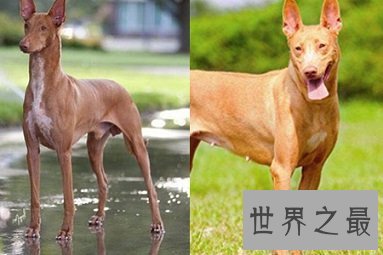 马耳他的国兽，世界公认的捕兔能手法老王猎犬是怎样的