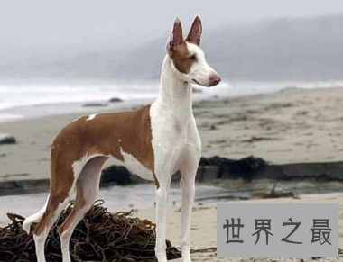 马耳他的国兽，世界公认的捕兔能手法老王猎犬是怎样的