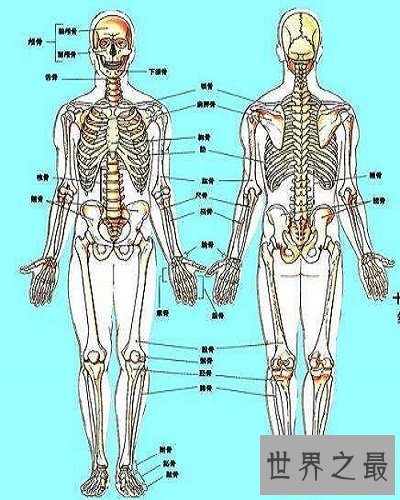 史上最全的人体结构图