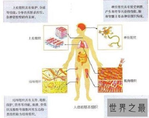 史上最全的人体结构图