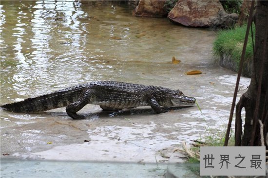 鳄鱼公园已改名飞鸟公园，位于广州长隆主题公园