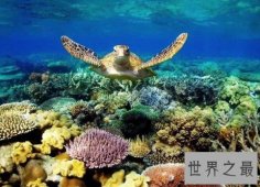 世界上最大的大堡礁，共有岛屿600多个，面积达20.7万平方千米