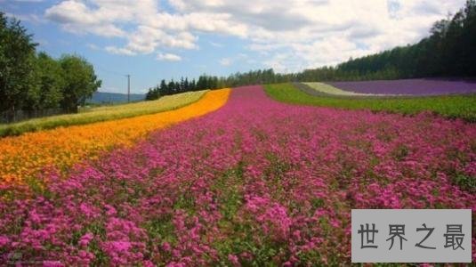 世界上最大的花海，28种不同的薰衣草面积高达4000公顷！