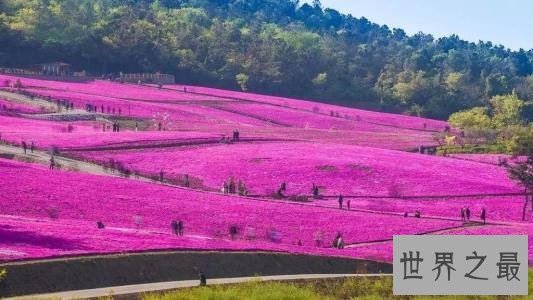 世界上最大的花海，28种不同的薰衣草面积高达4000公顷！