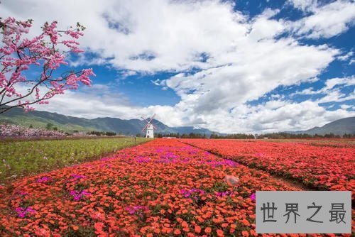 世界上最大的花海，28种不同的薰衣草面积高达4000公顷！