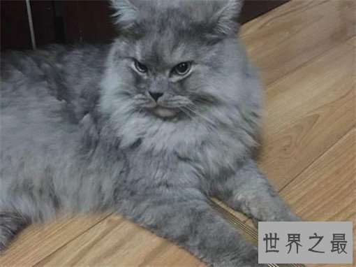 最大的猫排行榜前十名，最大热带草原猫体长超过半米