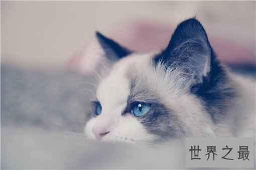 最大的猫排行榜前十名，最大热带草原猫体长超过半米