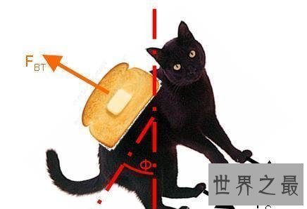 黄油猫悖论是什么东西？虚假的理论博取关注度罢了