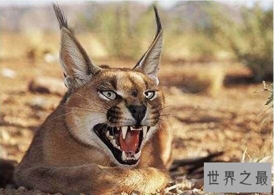 世界十大长相最凶的猫，兔狲狠到无法被驯化