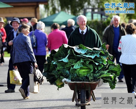 世界上最大的花菜，英国老汉种出54斤超级大花菜