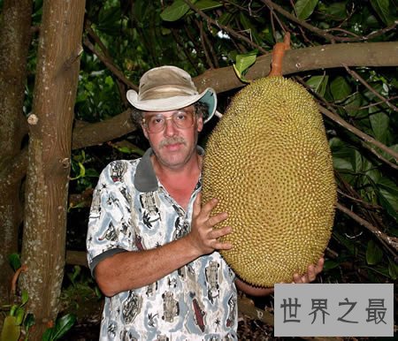 世界上最大的菠萝蜜