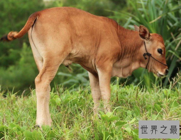 世界上最小的牛，天台小狗牛仅一般狗大小