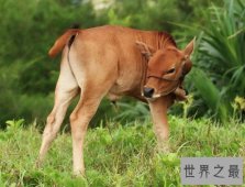 世界上最小的牛，天台小狗牛仅一般狗大小