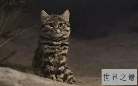 世界上最小的野猫，体重仅4斤却是顶级的猎食者