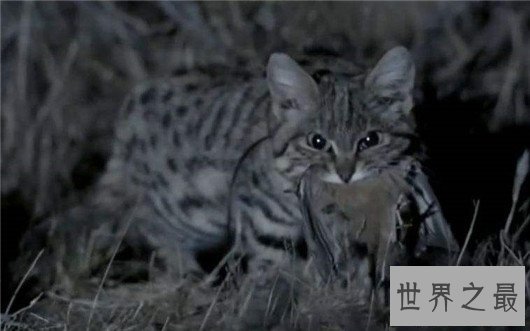 世界上最小的野猫，体重仅4斤却是顶级的猎食者