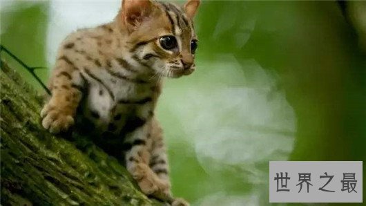 世界上最小的野猫，体重仅4斤却是顶级的猎食者