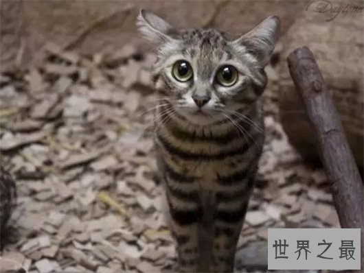 世界上最小的野猫，体重仅4斤却是顶级的猎食者